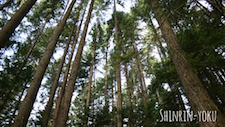 Shinrin-yoku woods
