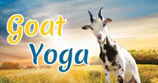 Goat Yoga